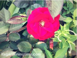 A Perfect Red Rose! how to garden beginner gardener