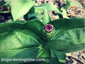 Countdown to Zinnia Blooms!