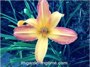 A Perfect Day Lily! how to garden beginner gardener