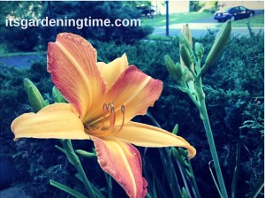 A Perfect Day Lily! how to garden beginner gardener