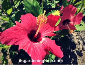 Hot Pink Hibiscus Flowers! how to garden beginner gardener