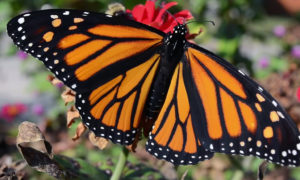 Monarch Butterfly [Photo Courtesy: www.flickr.com] how to garden