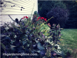 Autumn Gardening how to garden beginner gardener