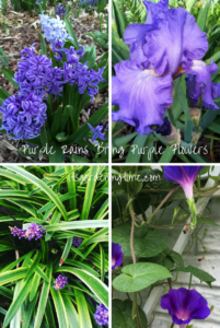 Purple Rains Bring Purple Flowers! how to garden beginner gardener