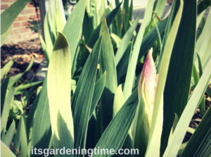 Bearded Irises Preparing for Spring Parade! how to garden beginner gardener beginner gardening
