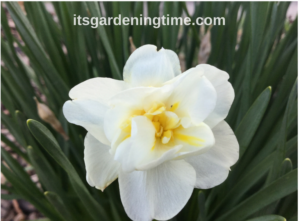 Maintenance-Free Daffodil Flowers! how to garden beginner gardener beginner gardening