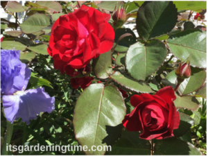 Red Roses & Sonata in Blue Bearded Iris how to garden beginner gardener beginner gardening