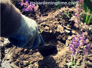 Transplanting Asiatic Lilies how to garden how to plant transplant transplanting how to transplant how to dig a hole