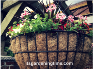 4 Huge Hanging Baskets how to garden beginner gardener beginner gardening container gardener container gardening