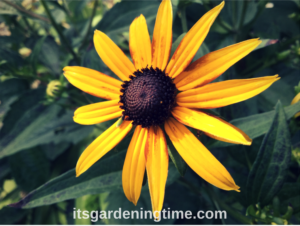 Black-Eyed Susan Joins Summer Parade! how to garden beginner gardener beginner gardening