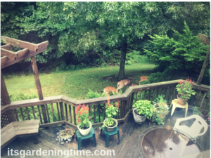 When You Wake Up & Deer are Munching Your Plants! garden gardening gardens gardener gardeners beginnergardener beginnergardening how to garden