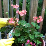 How to #Prune #Geranium #Flowers! #gardeningtips