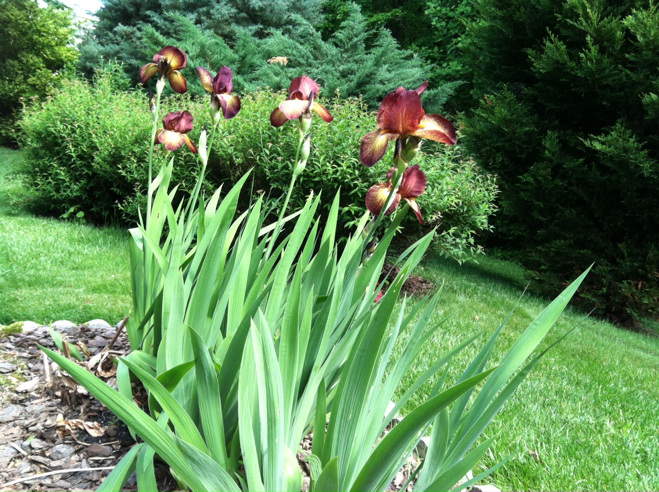 Indian Chief Bearded Irises how to garden beginner gardener
