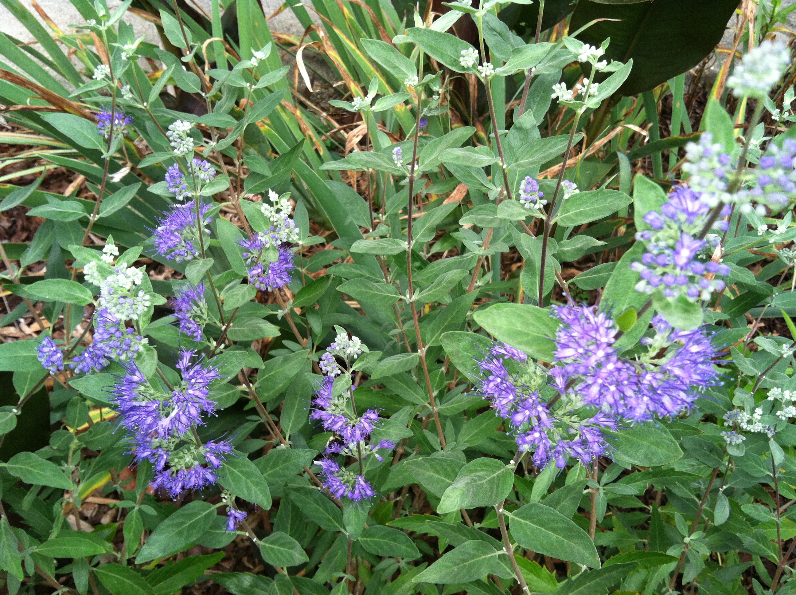 Blue Coreopsis Bush how to garden beginner gardener