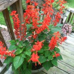 Why #Prune #Flowers? #flowerpower #flower #pruning