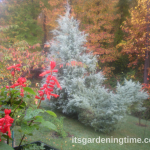 6 Reasons to #Plant #Evergreens in #Autumn #Landscape!