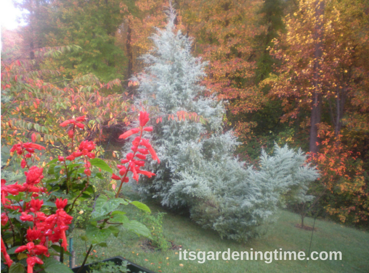 Fall Landscape (Red Salvia in foreground; Arizona Cypress in background; Table Top Juniper at base of Arizona Cypress) how to garden beginner gardener