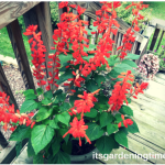 7 Tips to Get #Free #Red #Salvia Every Year! #flowers