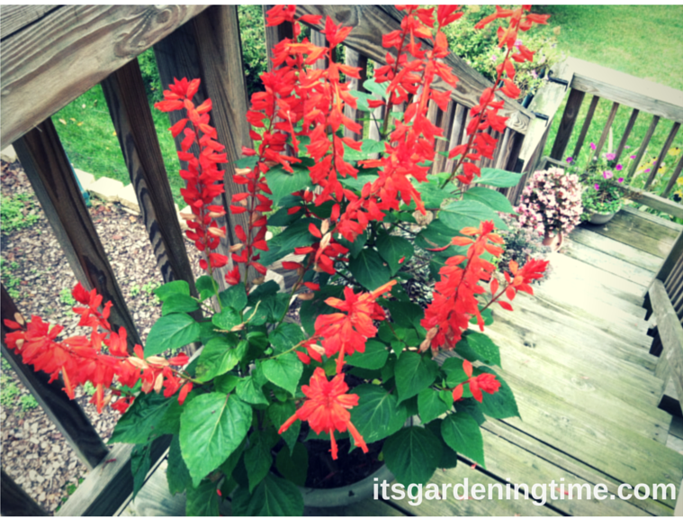 7 Tips to Get #Free #Red #Salvia Every Year! #flowers