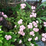 #Bees Love #Sedum #Pink #Flowers! #plantforbees #succulents