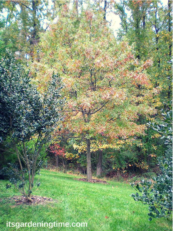 Oak Tree in Early Fall how to garden beginner gardener