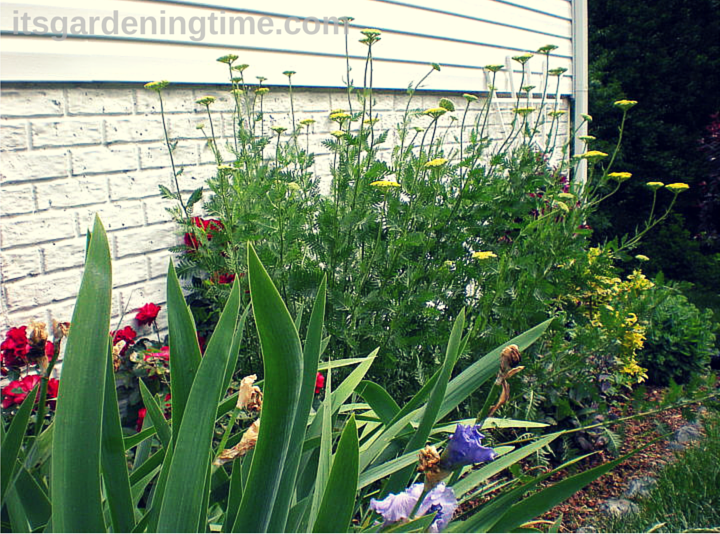 Side Garden (Golden Yarrow) how to garden beginner gardener