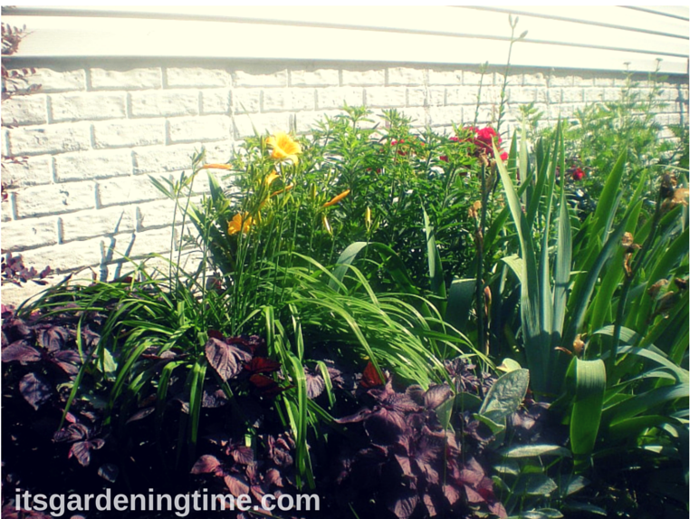 Side Garden (Burgundy Tea Herb, Yellow Lillies, Milkweed Bush, "Sonata in Blue" Bearded Iris, Red Roses, Golden Yarrow) how to garden beginner gardener