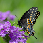 Watch Black Swallowtail #Butterfly Feed on Butterfly Bush! #butterflies