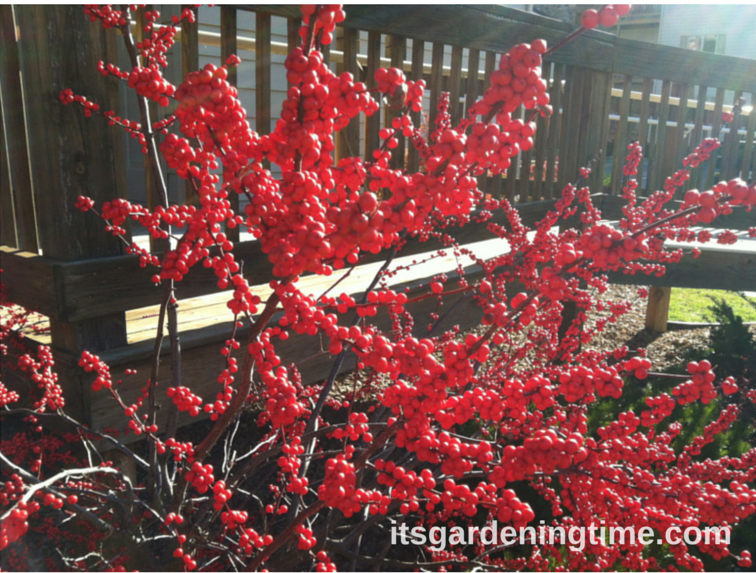Red Berries Shrub how to garden beginner gardener