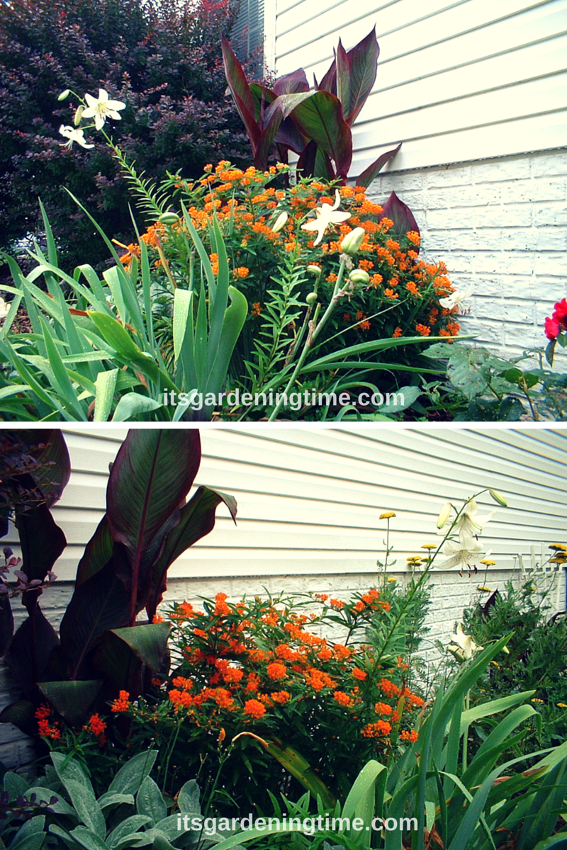 Side Garden (Milkweed, White Lilies, Barberry) beginner gardener how to garden