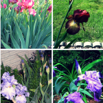 #Spring Bearded #Irises on Parade! #flowerpower #flowers