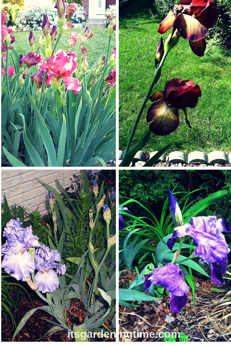 Spring Brings Irises on Parade! how to garden beginner gardener