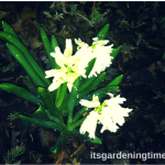 5 Reasons to #Grow #Hyacinth! #flowers #whiteflowers