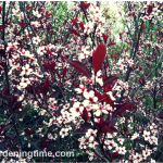 Cistena #Shrub Blooms #Pink #Flowers! #spring #springblossoms