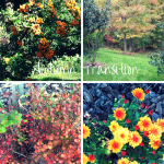 What #Shrub Sports #Orange #Berries in #Autumn?