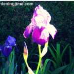 #Heirloom #Garden: Bearded #Irises & Tiger #Lilies! #gardening