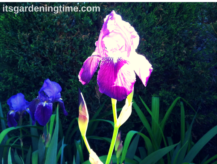 Bearded Iris beginner gardener how to garden