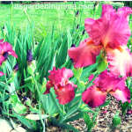 “Lady Friend” Bearded #Iris #Flowers! #raspberry #flowerpower