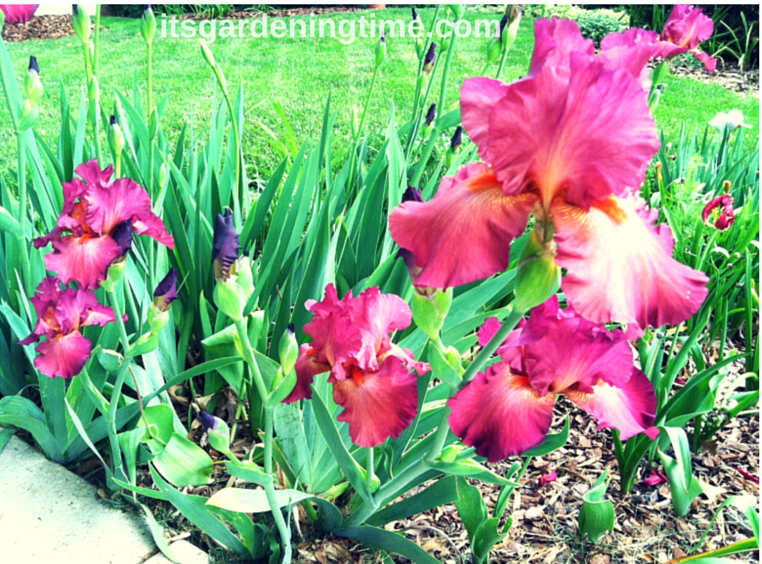 "Lady Friend" Bearded Iris beginner gardener how to garden