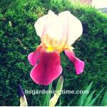 “Tropical #Butterfly” Bearded #Iris Blooms! #flowers