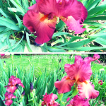 Nature’s Version of Raspberry Lollipops! #Irises #flowers #flower