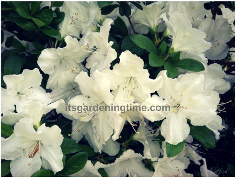 White Azaleas in Full Bloom! beginner gardener how to garden