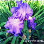 “Sonata in Blue” Bearded #Irises! #flowers #blueflowers