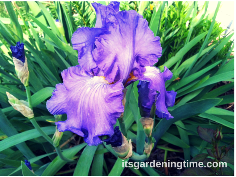 "Sonata in Blue" Bearded Iris beginner gardener how to garden