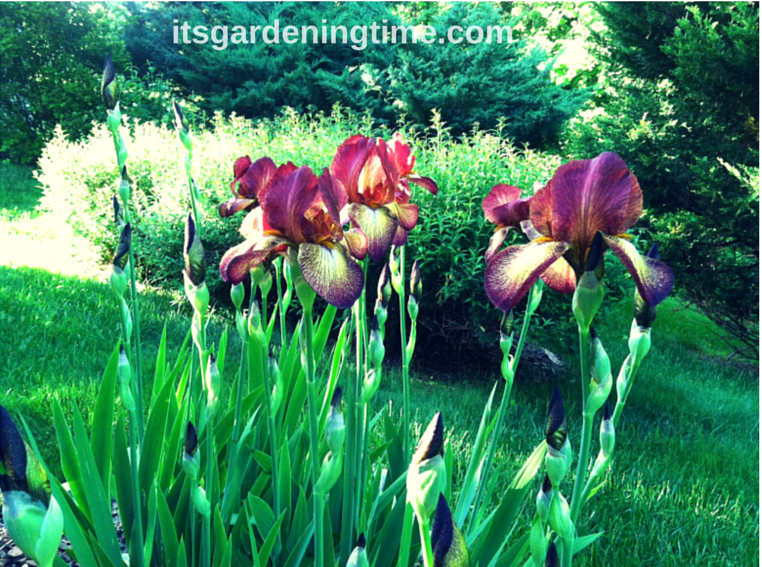 "Indian Chief" Bearded #Irises beginner gardener how to garden