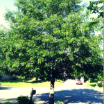 #DIY #Tree #Pruning! #prune #howtoprune #trees