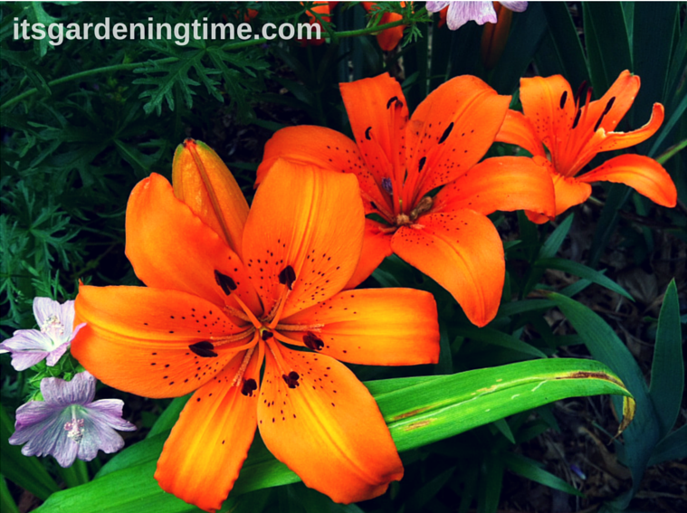 Asiatic Lilies (Orange) beginner gardener how to garden