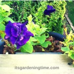 Pretty #Purple #Petunias! #flowers #flowerpower #purpleflowers