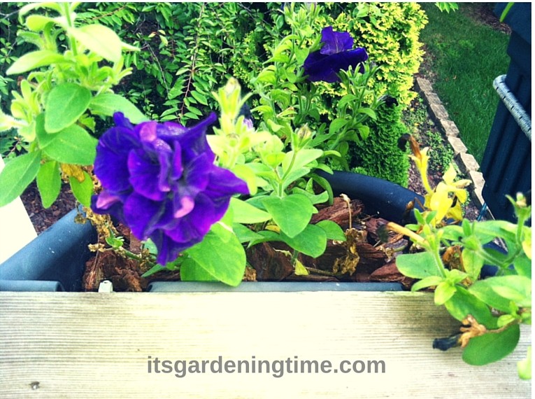 Pretty Purple Petunias how to garden beginner gardener