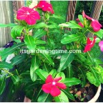 Magenta #Vinca Blooming! #flowerpower #flowers #containergardening